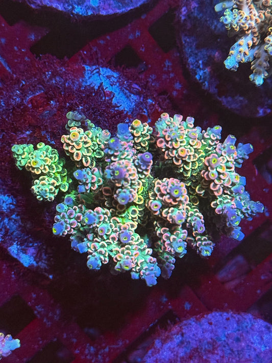 Janith's Lan Fleur Tenuis Acropora