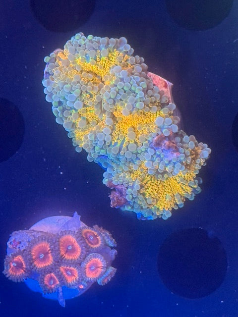 Mandarin Goby Yuma Mushroom Coral