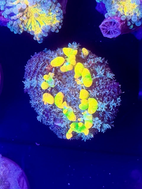 WWC OG Bounce Mushroom Coral