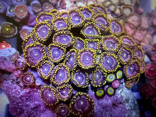 CBA Orchid Zoa