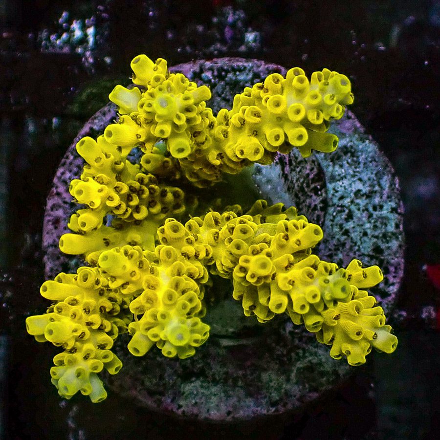 Pikachu Acropora Cytherea