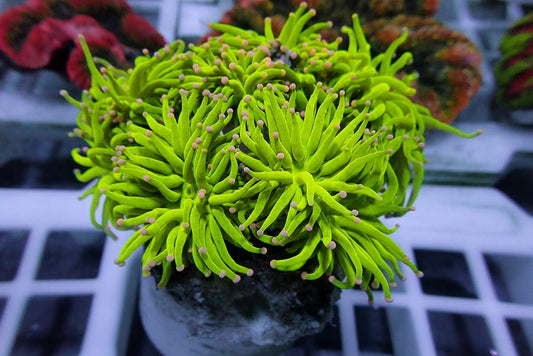 Pink Tip Holygrail Torch Coral - Brand new variant!