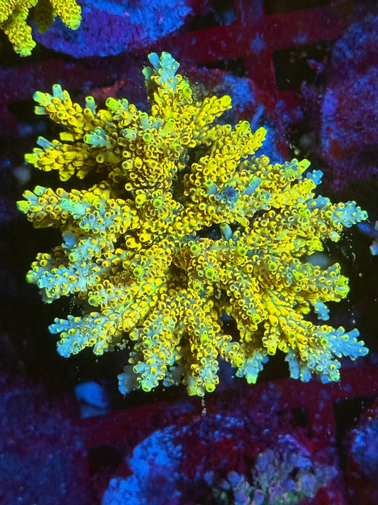 CBA  Pink Floyd Acropora