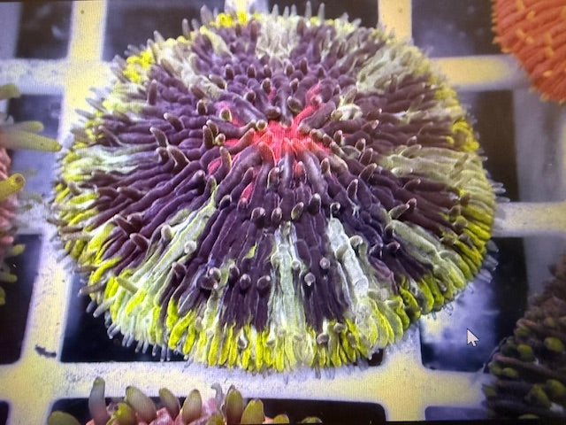 CBA Diaseris Plate Coral