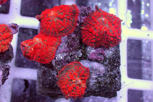 Puff Puff Rodactis Mushroom Coral