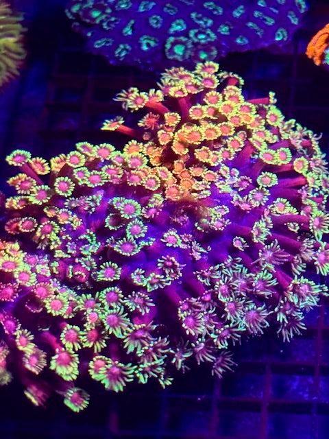 CBA Purple Lavender Gods Goniopora Coral
