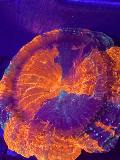 Rainbow Glitter Acanthophyllia WYSIWYG