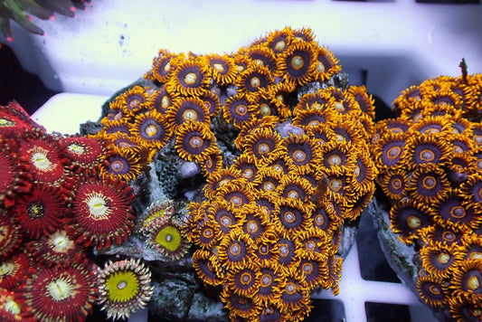 God Hornet Zoas - Extremely Rare!