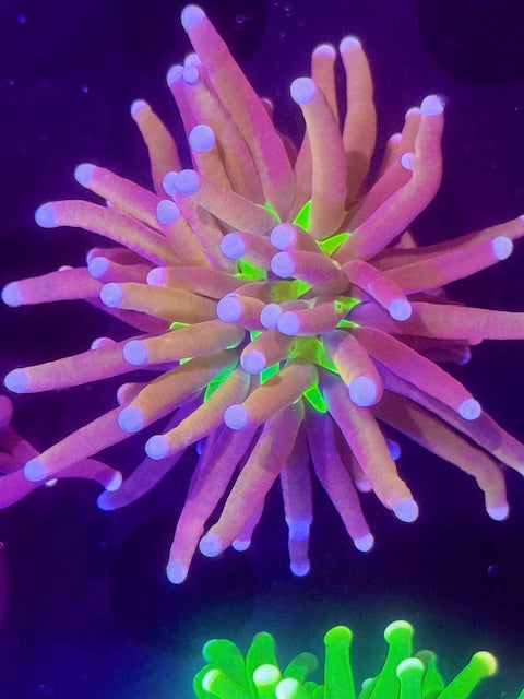 Rare Tiger Knick Torch Coral