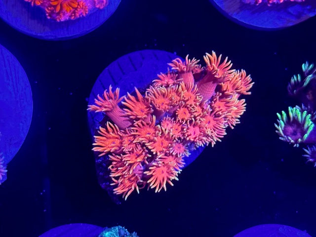 Sailor Moon Goniopora