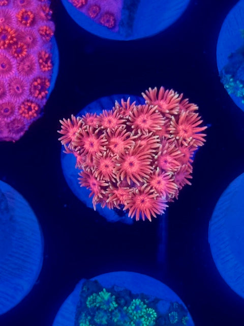 Sailor Moon Goniopora