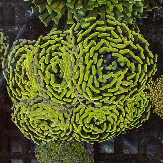 St. Thomas Branching Hammer Coral