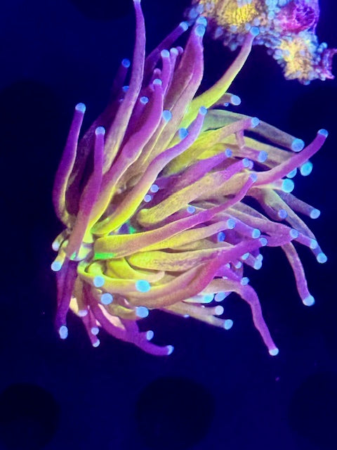 Tiger Torch Coral