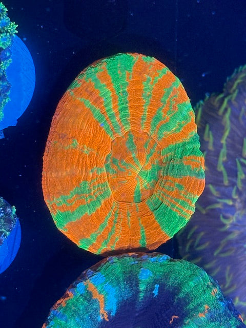 Ultra Reverse Bleeding Grade Scoly Yellow/Orange color