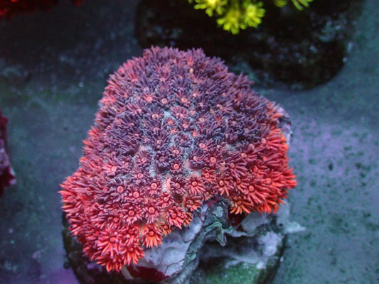 CBA Vicerion Goniopora