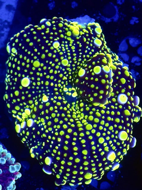 Venom Malaysian Deep Water Yuma - Collector Piece - WYSIWYG!!!