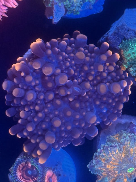 Yamamoto Yuma Mushroom Coral