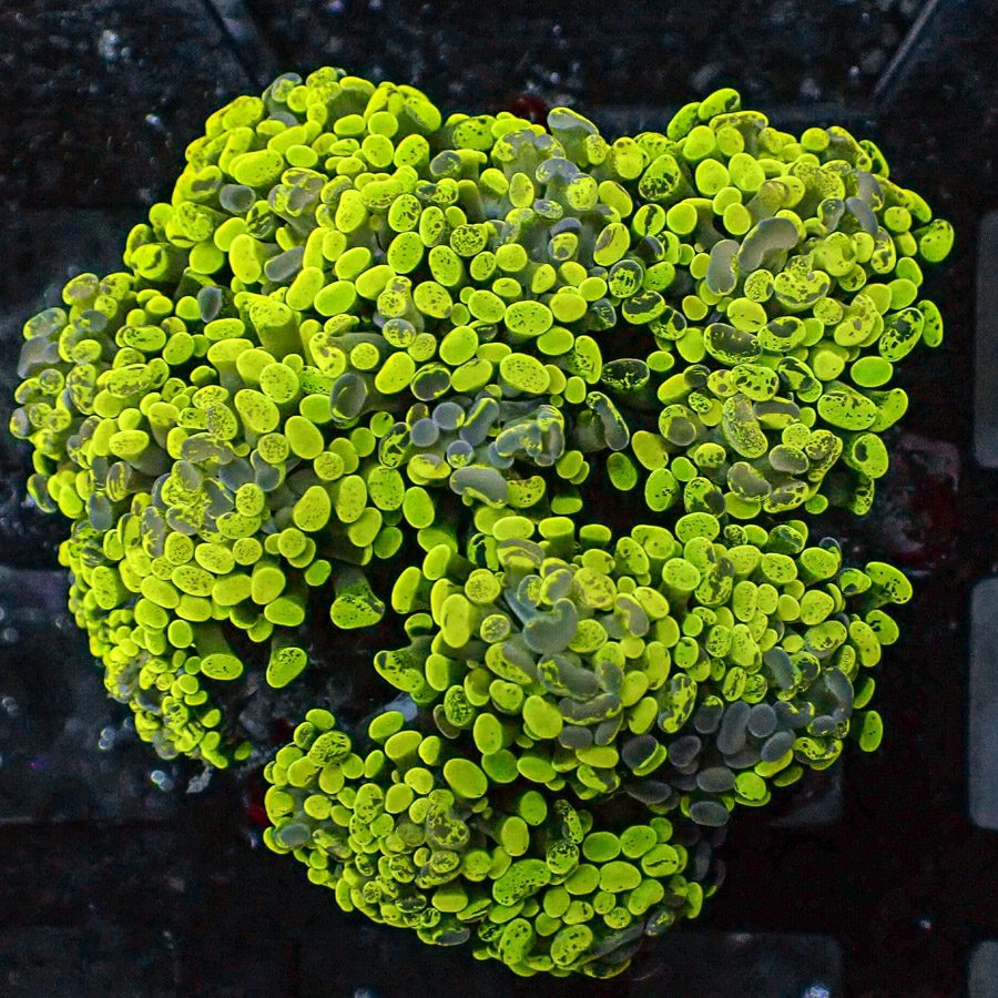 Yellow Insane Toxic Splatter Branching Hammer Coral