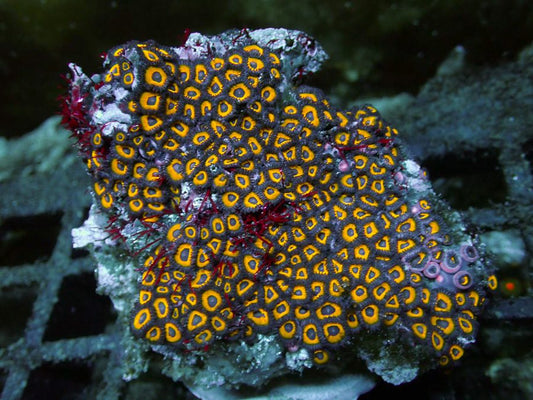 Yellow Submarines Zoanthids