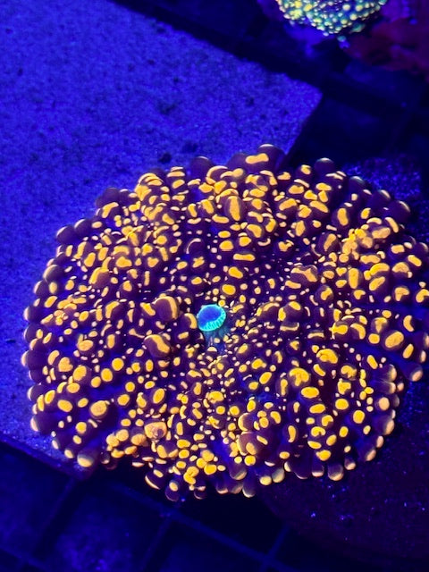 Doughboy Mushroom Coral