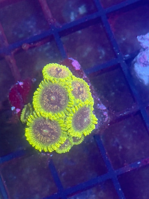 Golden Leopards Zoa