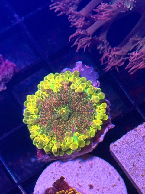 Golden Mango Malaysian Yuma Mushroom - Collector Piece.