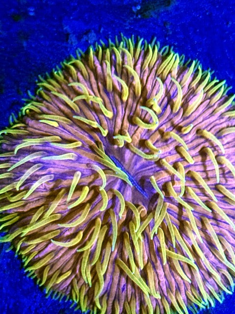 Yellow Mello Plate Coral - WYSIWYG