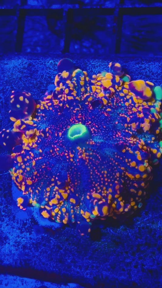 RRC Bouncing Doughboy Mushroom Coral