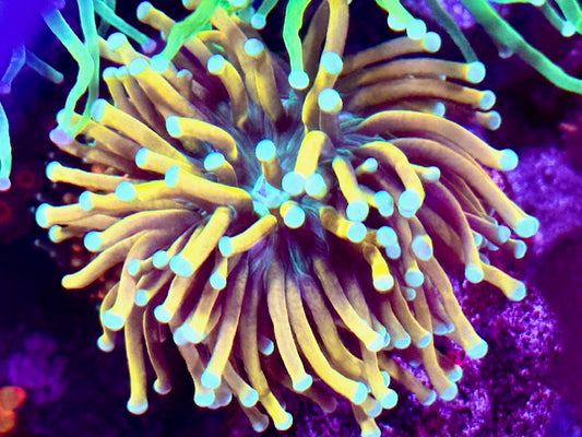 Malaysian Sun God Holy Grail Torch Coral