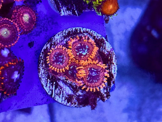Utter Chaos Zoas